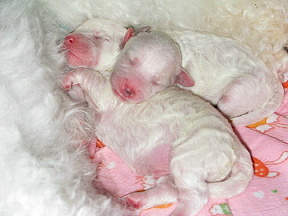 2 days old