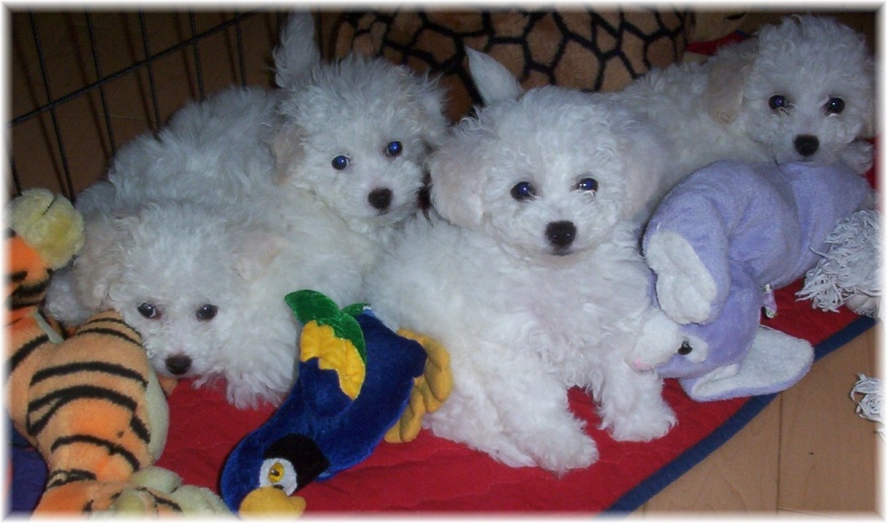 Copyright Bichon Lovers Kennel