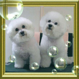 Copyright Miss Bliss Bichons