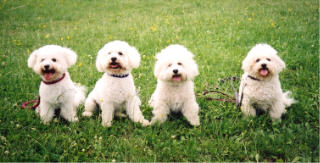 Meeting bichon friends - copyright photo