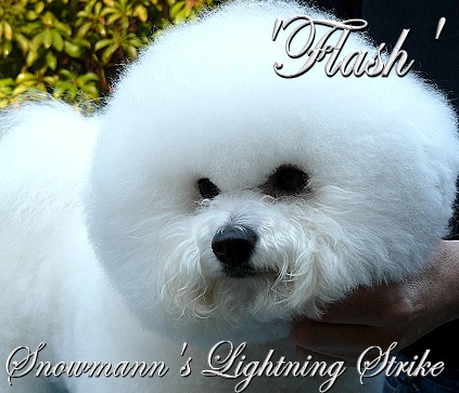 Copyright logo Snowmann Bichons