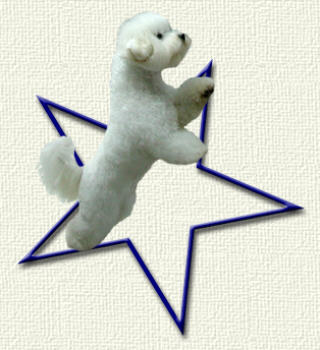 Copyright Starlit Bichons